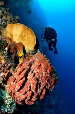 Lembeh - North Sulawesi, Indonesia. Underwater photography.